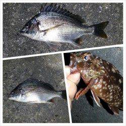 舞洲　チニングでマチヌ44cm＆キビレ・ガシラ！