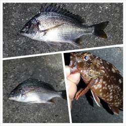 舞洲　チニングでマチヌ44cm＆キビレ・ガシラ！