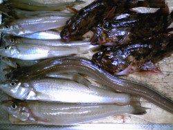 古茂江　投げ釣りでキス〜23cm10匹、他、ガシラ、アナゴも要フグ対策