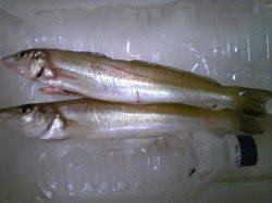 古茂江　投げ釣りでキス〜23cm10匹、他、ガシラ、アナゴも要フグ対策