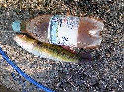 飾磨～広畑　ウキ釣り＆投げ釣りでチヌ・ベラ・ガシラ　小アジの姿も