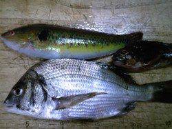 飾磨～広畑　ウキ釣り＆投げ釣りでチヌ・ベラ・ガシラ　小アジの姿も