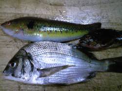 飾磨～広畑　ウキ釣り＆投げ釣りでチヌ・ベラ…