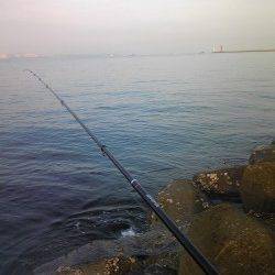 姫路でウキ釣り、明るくなった時間にベラがつれました