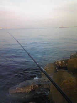 姫路でウキ釣り、明るくなった時間にベラがつれました