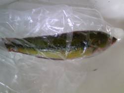 姫路でウキ釣り、明るくなった時間にベラがつ…