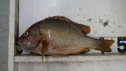 伊古木、渡船利用でフカセ釣り。イサキとタル…