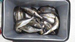 和深　カゴ釣りでイサギ〜35cm26尾