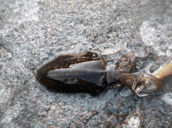 居組港でエギング、アオリ9杯の釣果☆