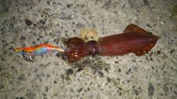 アジュール舞子～西舞子、狙うは今が旬のケン…