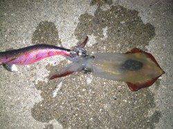 新浜漁港でエギング、アオリキロアップとケンサキの釣果