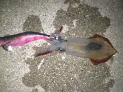 新浜漁港でエギング、アオリキロアップとケン…