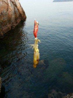 煙樹ヶ浜でエギング、コロッケ＆トンカツサイズのアオリＧＥＴ！