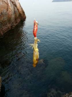 煙樹ヶ浜でエギング、コロッケ＆トンカツサイ…