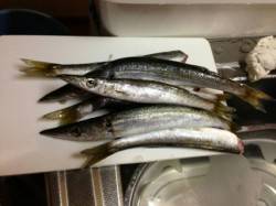 有田川一文字サーベリング、大きい物で30c…