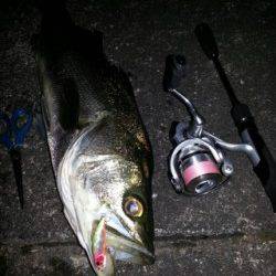 紀ノ川河口　メバリングでスーパーライトシーバスゲーム！良型シーバスがヒット