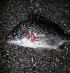 和歌川でキビレ3匹ＧＥＴ！