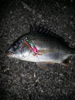 和歌川でキビレ3匹ＧＥＴ！