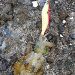 深日漁港　夕方のエギングでアオリイカ新子　今後の成長に期待