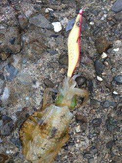 深日漁港　夕方のエギングでアオリイカ新子　今後の成長に期待