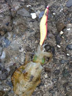 深日漁港　夕方のエギングでアオリイカ新子　…