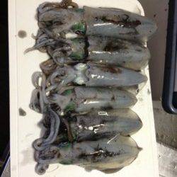 雑賀崎　エギングでアオリイカ数釣り　ヒットカラーはレッド＆ピンク☆