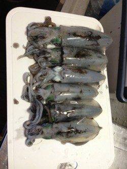 雑賀崎　エギングでアオリイカ数釣り　ヒットカラーはレッド＆ピンク☆