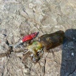 煙樹ヶ浜でエギング、コロッケ＆トンカツサイズのアオリＧＥＴ！