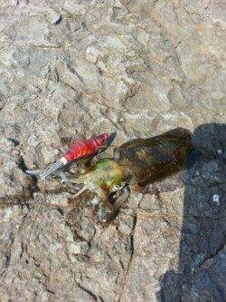 煙樹ヶ浜でエギング、コロッケ＆トンカツサイズのアオリＧＥＴ！