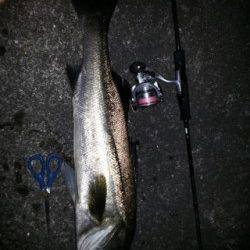 紀ノ川河口　メバリングでスーパーライトシーバスゲーム！良型シーバスがヒット