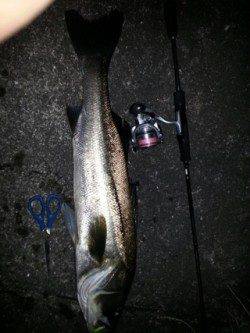 紀ノ川河口　メバリングでスーパーライトシーバスゲーム！良型シーバスがヒット