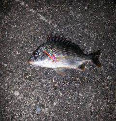 和歌川でキビレ3匹ＧＥＴ！