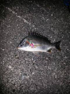 和歌川でキビレ3匹ＧＥＴ！