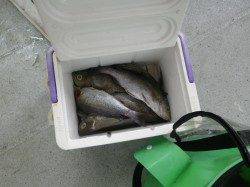 串本和深　フカセでイサギ多数＆グレ