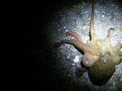 本荘人口島　タコテンヤの遠投でタコ1パイ