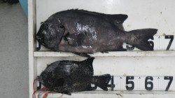 底物で立派なイシダイ・イシガキダイ