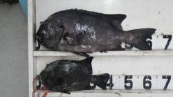 底物で立派なイシダイ・イシガキダイ