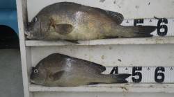 笠甫の地磯でフカセ、コロダイ58cm、48…