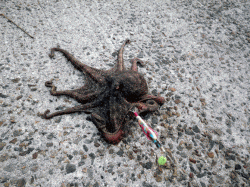 網干浜北東面でオクトパッシング、前日の夕立のせいで反応悪し？