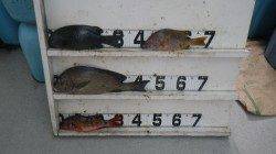 口和深　フカセでグレ・タルミ・コロダイの釣果