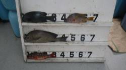 口和深　フカセでグレ・タルミ・コロダイの釣…