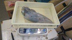 堺漁港でサマーエギング！！