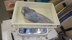 堺漁港でサマーエギング！！