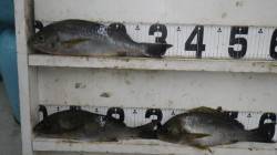 和深　カゴ釣りでイサギ〜35cm26尾