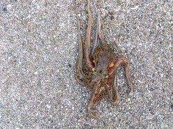 本荘人口島　17時からの2時間でタコテンヤでのタコ釣り