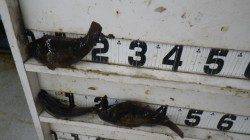 椿でウキ釣りでイガミ20～40cm