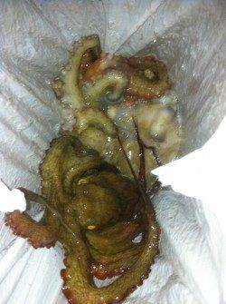 大阪南港でオクトパッシング、タコ7杯の釣果