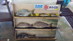 カンス　コロダイ・イスズミ・チヌ・イサキの…