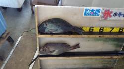 すさみ地磯 フカセでグレ43cm&コロダイ…