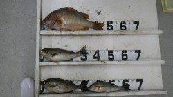 伊古木、渡船利用でフカセ釣り。イサキとタルミの釣果